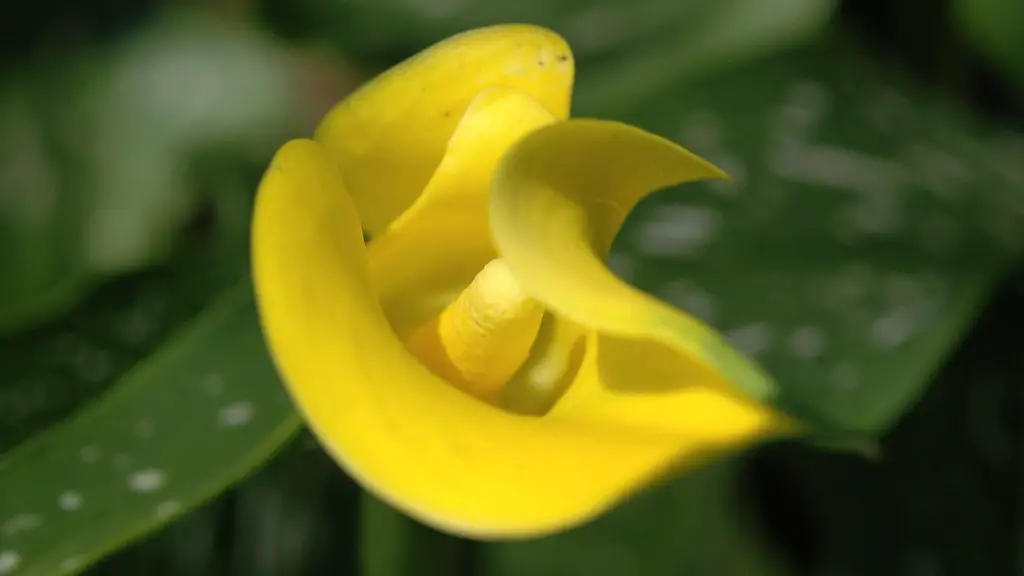 Why are my calla lily leaves dripping water?