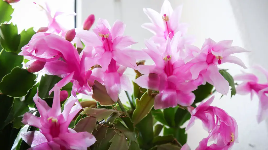 Why is my christmas cactus blooming in june?