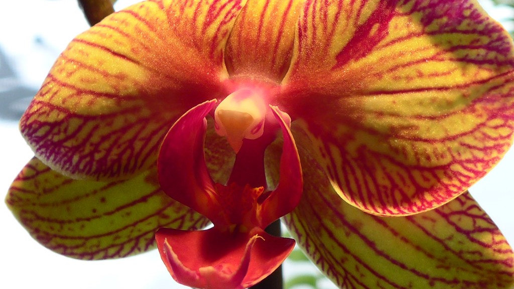 How long do phalaenopsis orchid blooms last?