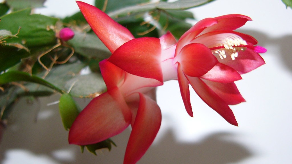 Are christmas cactus flowers edible?