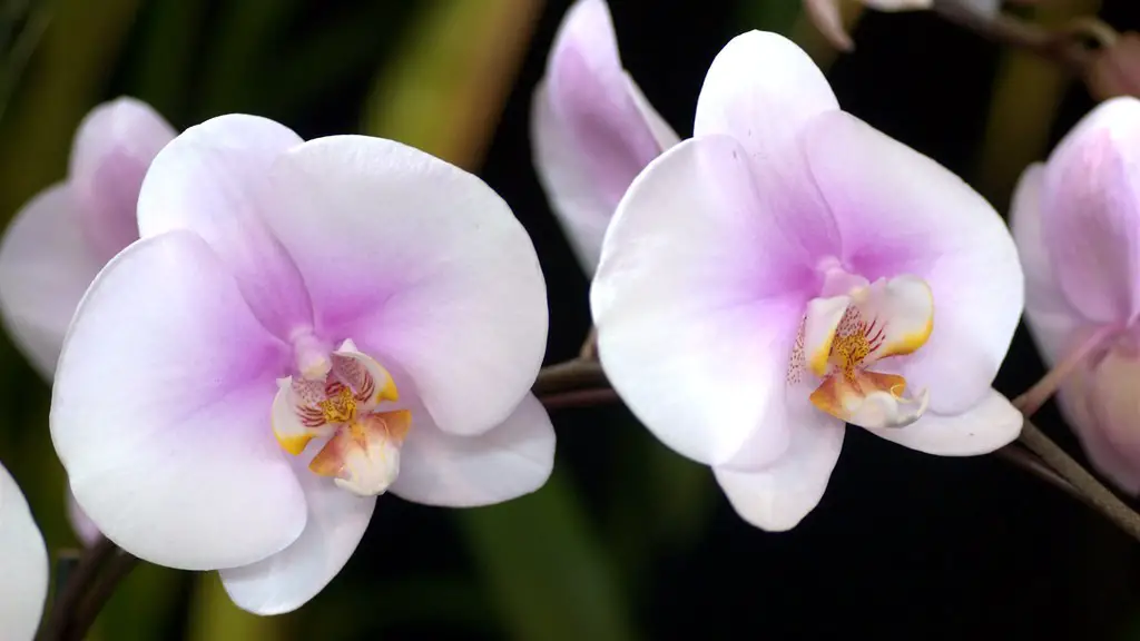 Why are my phalaenopsis orchid leaves wilting?