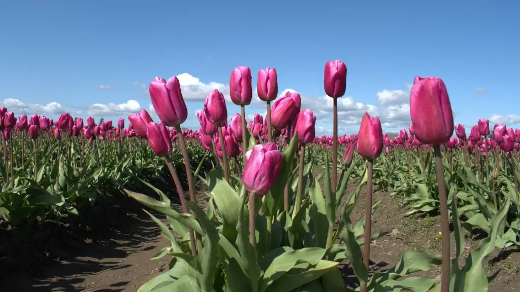 How much does a calla lily plant cost?